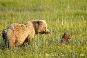 Brown bear sow (female) and her cub, born earlier this year in spring.  The cub is completely dependent on her for survival.  She will nurture it for almost two years, Ursus arctos, Lake Clark National Park, Alaska
