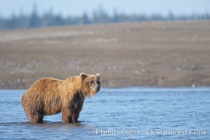 Coastal brown bear forages for salmon returning from the ocean to Silver Salmon Creek.  Grizzly bear, Ursus arctos, Lake Clark National Park, Alaska