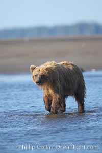 Coastal brown bear forages for salmon returning from the ocean to Silver Salmon Creek.  Grizzly bear, Ursus arctos, Lake Clark National Park, Alaska