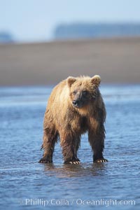 Coastal brown bear forages for salmon returning from the ocean to Silver Salmon Creek.  Grizzly bear, Ursus arctos, Lake Clark National Park, Alaska