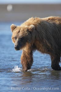 Coastal brown bear forages for salmon returning from the ocean to Silver Salmon Creek.  Grizzly bear, Ursus arctos, Lake Clark National Park, Alaska