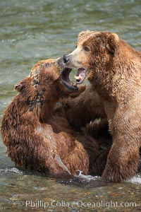 Two mature brown bears fight to establish hierarchy and fishing rights, Ursus arctos, Brooks River, Katmai National Park, Alaska