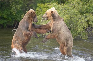 Two young brown bears mock fighting, Ursus arctos, Brooks River, Katmai National Park, Alaska