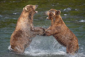 Two mature brown bears fight to establish hierarchy and fishing rights.