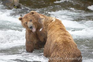 Two mature brown bears fight to establish hierarchy and fishing rights, Ursus arctos, Brooks River, Katmai National Park, Alaska