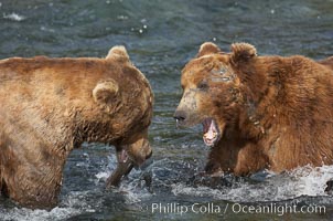 Two mature brown bears fight to establish hierarchy and fishing rights, Ursus arctos, Brooks River, Katmai National Park, Alaska