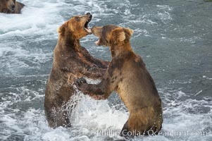 Two young brown bears mock fighting, Ursus arctos, Brooks River, Katmai National Park, Alaska