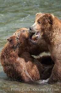 Two mature brown bears fight to establish hierarchy and fishing rights, Ursus arctos, Brooks River, Katmai National Park, Alaska