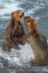 Two young brown bears mock fighting, Ursus arctos, Brooks River, Katmai National Park, Alaska