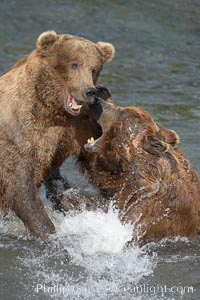 Two mature brown bears fight to establish hierarchy and fishing rights, Ursus arctos, Brooks River, Katmai National Park, Alaska