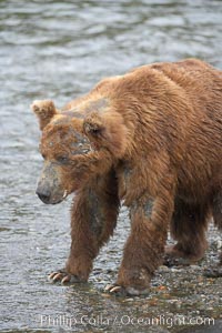 Brown bear bearing scars and wounds about its head from past fighting with other bears to establish territory and fishing rights. Brooks River, Ursus arctos, Katmai National Park, Alaska