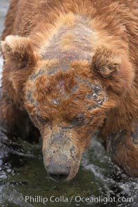 Brown bear bearing scars and wounds about its head from past fighting with other bears to establish territory and fishing rights. Brooks River, Ursus arctos, Katmai National Park, Alaska