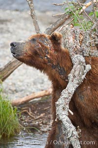 Brown bear scratching its wounds on a branch. It bears scars and wounds about its head from past fighting with other bears to establish territory and fishing rights. Brooks River, Ursus arctos, Katmai National Park, Alaska