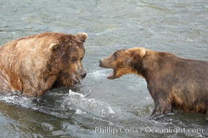 Two mature brown bears fight to establish hierarchy and fishing rights, Ursus arctos, Brooks River, Katmai National Park, Alaska