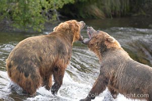 Two mature brown bears fight to establish hierarchy and fishing rights, Ursus arctos, Brooks River, Katmai National Park, Alaska