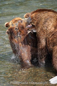 Two mature brown bears fight to establish hierarchy and fishing rights, Ursus arctos, Brooks River, Katmai National Park, Alaska