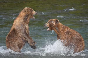 Two mature brown bears fight to establish hierarchy and fishing rights, Ursus arctos, Brooks River, Katmai National Park, Alaska