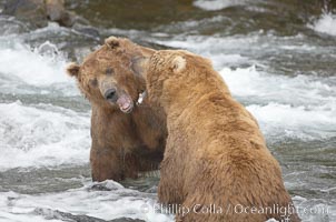 Two mature brown bears fight to establish hierarchy and fishing rights, Ursus arctos, Brooks River, Katmai National Park, Alaska