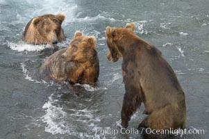 Brown bears fight to establish hierarchy and fishing rights, Ursus arctos, Brooks River, Katmai National Park, Alaska