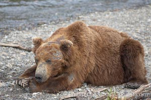 Brown bear bearing scars and wounds about its head from past fighting with other bears to establish territory and fishing rights. Brooks River, Ursus arctos, Katmai National Park, Alaska