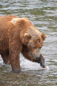 Brown bear bearing scars and wounds about its head from past fighting with other bears to establish territory and fishing rights. Brooks River, Ursus arctos, Katmai National Park, Alaska