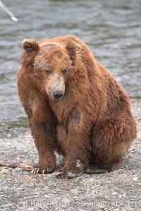 Brown bear bearing scars and wounds about its head from past fighting with other bears to establish territory and fishing rights. Brooks River, Ursus arctos, Katmai National Park, Alaska