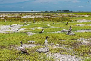 Brown boobies and Nazca boobies, Clipperton Island, Sula leucogaster