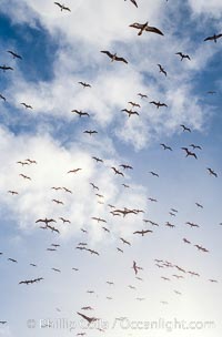 Brown boobies in flight at Rose Atoll. which hosts large numbers of seabirds on the small island, Rose Atoll National Wildlife Sanctuary