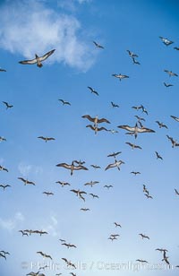 Brown boobies in flight at Rose Atoll. which hosts large numbers of seabirds on the small island, Rose Atoll National Wildlife Sanctuary