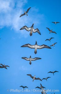 Brown boobies in flight at Rose Atoll. which hosts large numbers of seabirds on the small island, Rose Atoll National Wildlife Sanctuary