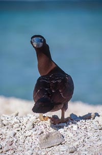 Brown booby, Sula leucogaster, Rose Atoll National Wildlife Sanctuary