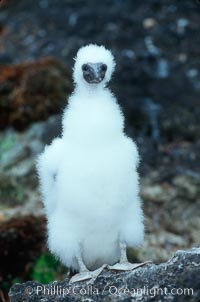 Brown booby, chick, Sula leucogaster, Cocos Island