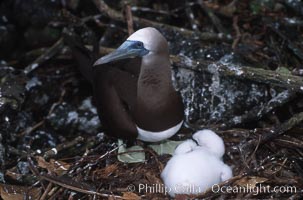 Brown booby, adult and chick at nest. Cocos Island, Costa Rica, Sula leucogaster, natural history stock photograph, photo id 03261