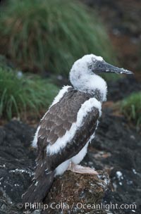 Brown booby, fledgling, Sula leucogaster, Cocos Island