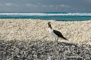 Brown booby, Clipperton island, Sula leucogaster