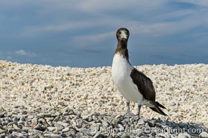 Brown booby, Clipperton island, Sula leucogaster