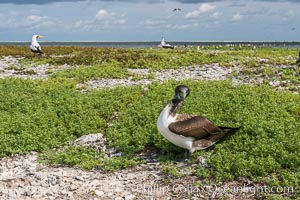 Brown booby, Clipperton island, Sula leucogaster