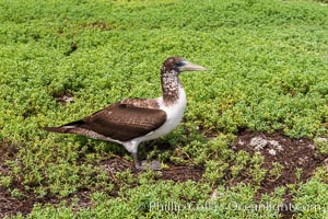 Brown booby, Clipperton island, Sula leucogaster