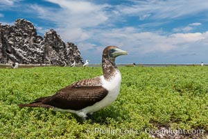 Brown booby, Clipperton island. Clipperton Island, France, Sula leucogaster, natural history stock photograph, photo id 33088