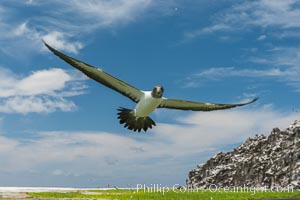 Brown booby, Clipperton island, Sula leucogaster