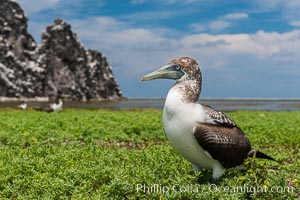 Brown booby, Clipperton island, Sula leucogaster