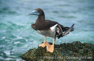 Brown booby, Rose Atoll National Wildlife Refuge, Sula leucogaster, Rose Atoll National Wildlife Sanctuary