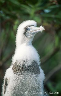 Brown booby, Rose Atoll National Wildlife Refuge, Sula leucogaster, Rose Atoll National Wildlife Sanctuary