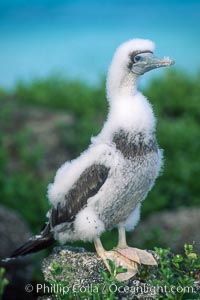 Brown booby, Rose Atoll National Wildlife Refuge, Sula leucogaster, Rose Atoll National Wildlife Sanctuary