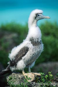 Brown booby, Rose Atoll National Wildlife Refuge, Sula leucogaster, Rose Atoll National Wildlife Sanctuary