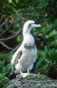 Brown booby, Rose Atoll National Wildlife Refuge, Sula leucogaster, Rose Atoll National Wildlife Sanctuary