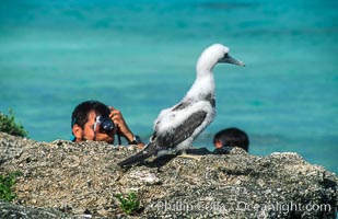 Brown booby, Rose Atoll National Wildlife Refuge, Sula leucogaster, Rose Atoll National Wildlife Sanctuary