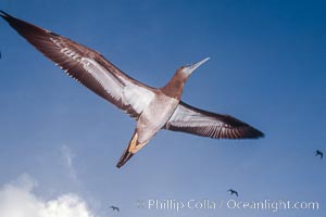 Brown booby, Rose Atoll National Wildlife Refuge, Sula leucogaster, Rose Atoll National Wildlife Sanctuary