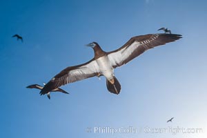 Brown booby, Rose Atoll National Wildlife Refuge, Sula leucogaster, Rose Atoll National Wildlife Sanctuary