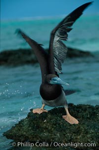 Brown booby, Sula leucogaster, Rose Atoll National Wildlife Sanctuary